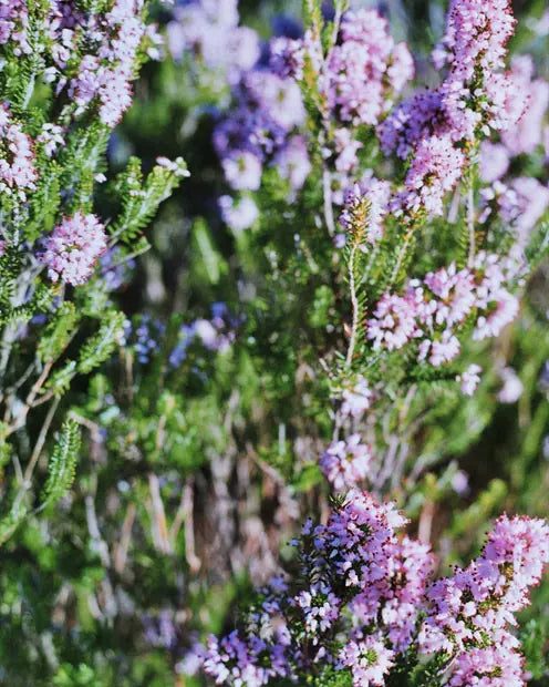 Bruyère en fleurs sur un sentier de montagne